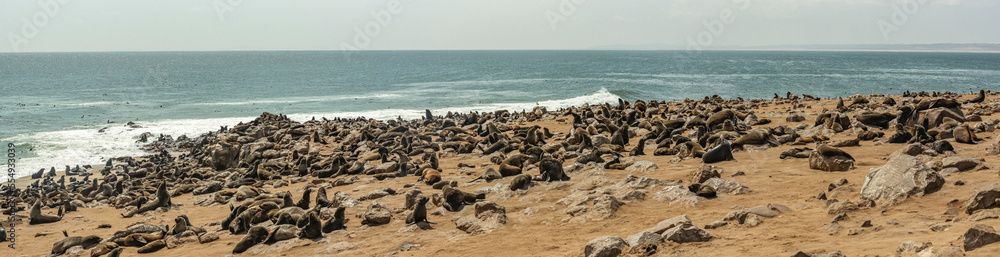 Fur seals at Cape Cross Seal Colony, Skeleton Coast; Namibia Fur seals at Cape Cross Seal Colony, Skeleton Coast; Namibia