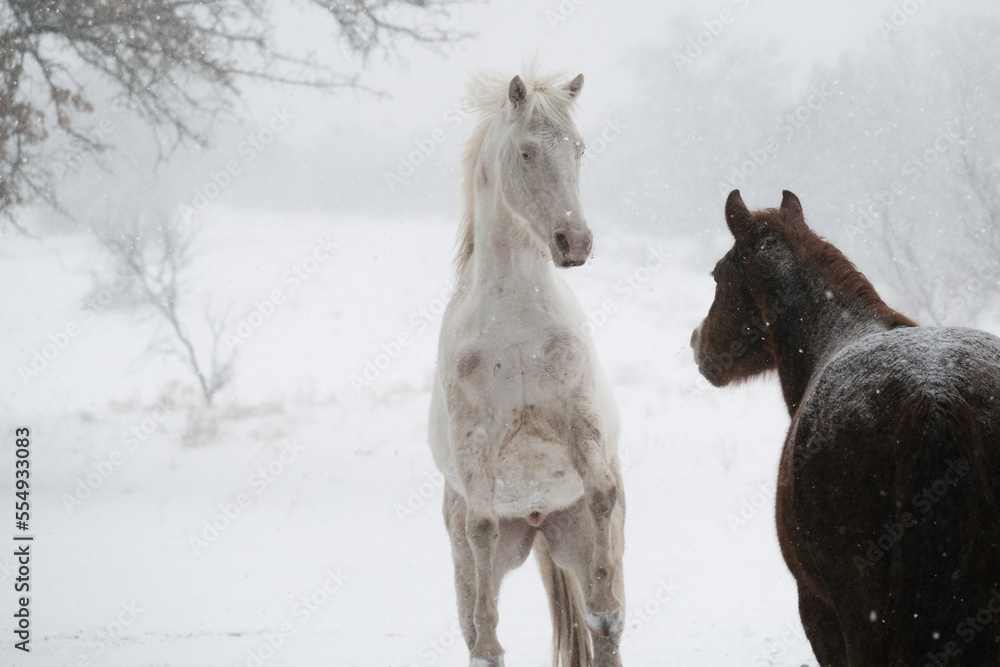Texas winter snow on farm shows fresh horses playing with energy, copy space on background. Texas winter snow on farm shows fresh horses playing with energy, copy space on background.