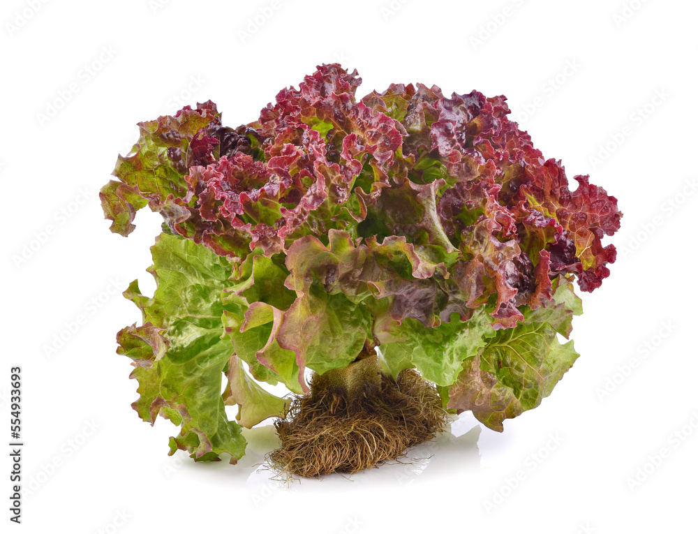 Fresh red lettuce with root isolated on white background. - obrazy, fototapety, plakaty 