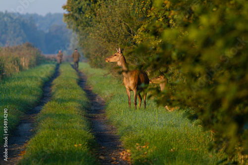 Fototapeta Naklejka Na Ścianę i Meble -  Jelenie przy drodze