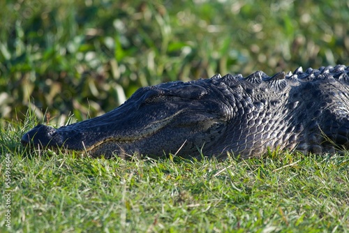 sleeping alligator in the grass