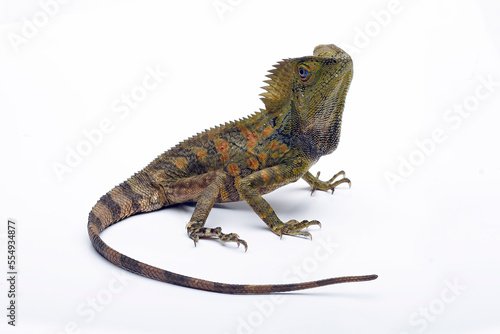 Forest Dragon   Gonocephalus chamaeleontinus   on a white background