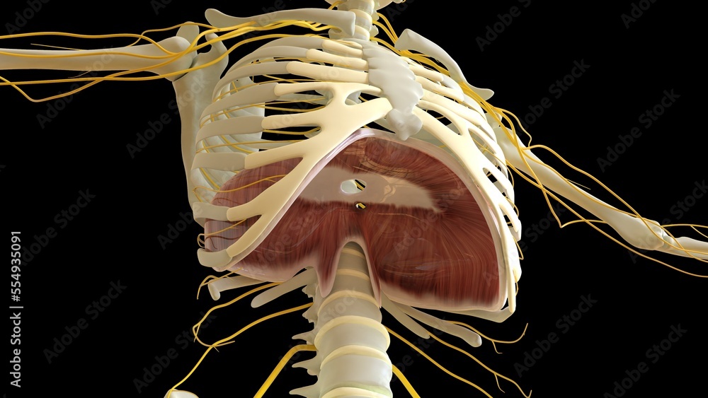 Diaphragm Muscle anatomy for medical concept 3D rendering - obrazy, fototapety, plakaty 