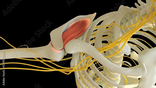 Supraspinatus Muscle anatomy for medical concept 3D rendering photo