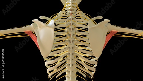 Teres Major Muscle anatomy for medical concept 3D rendering