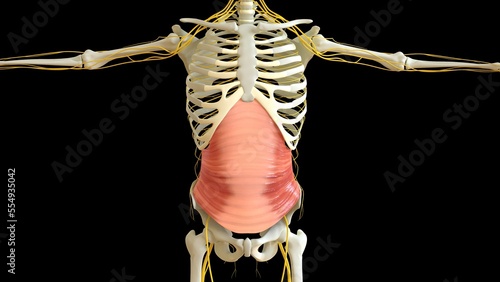Transversus Abdominis Muscle anatomy for medical concept 3D rendering photo