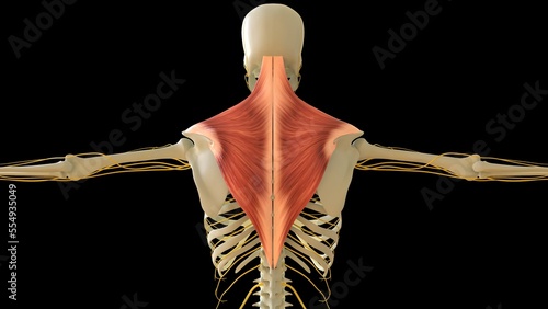 Trapezius Muscle anatomy for medical concept 3D rendering photo