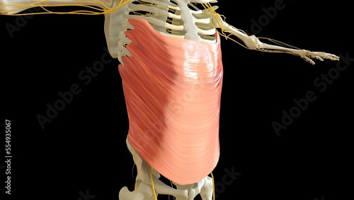 Abdominal External Oblique Muscle anatomy for medical concept 3D rendering photo