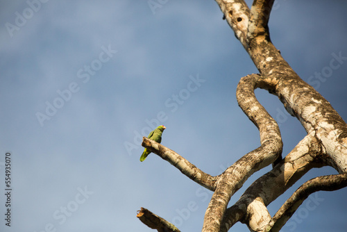 A red lord parrot perches in a barren tree in the tropical botanical gardens of Casa Orquideas.; Costa Rica photo