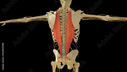 Ilcostal Muscle anatomy for medical concept 3D rendering