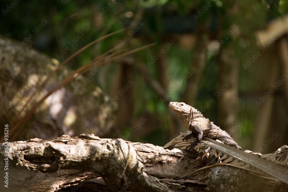 In Manuel Antonio National Park, a black iguana rests on a fallen tree.; Manuel Antonio National Park, Costa Rica In Manuel Antonio National Park, a black iguana rests on a fallen tree.; Manuel Antonio National Park, Costa Rica