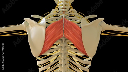 Fotografie Rhomboid Major Muscle anatomy for medical concept 3D rendering
