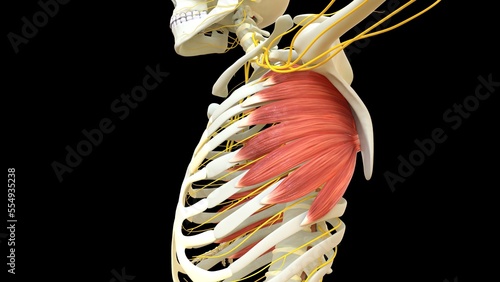 Serratus_Anterior_Muscle anatomy for medical concept 3D rendering photo