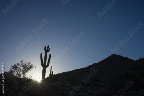 Several cacti along the Windgate Pass Trail in The McDowell Sonoran Preserve.; Scottsdale, Arizona photo