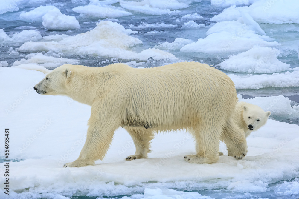 Polar bear (Ursus maritimus) mother and cub on pack ice; Svalbard, Norway Polar bear (Ursus maritimus) mother and cub on pack ice; Svalbard, Norway