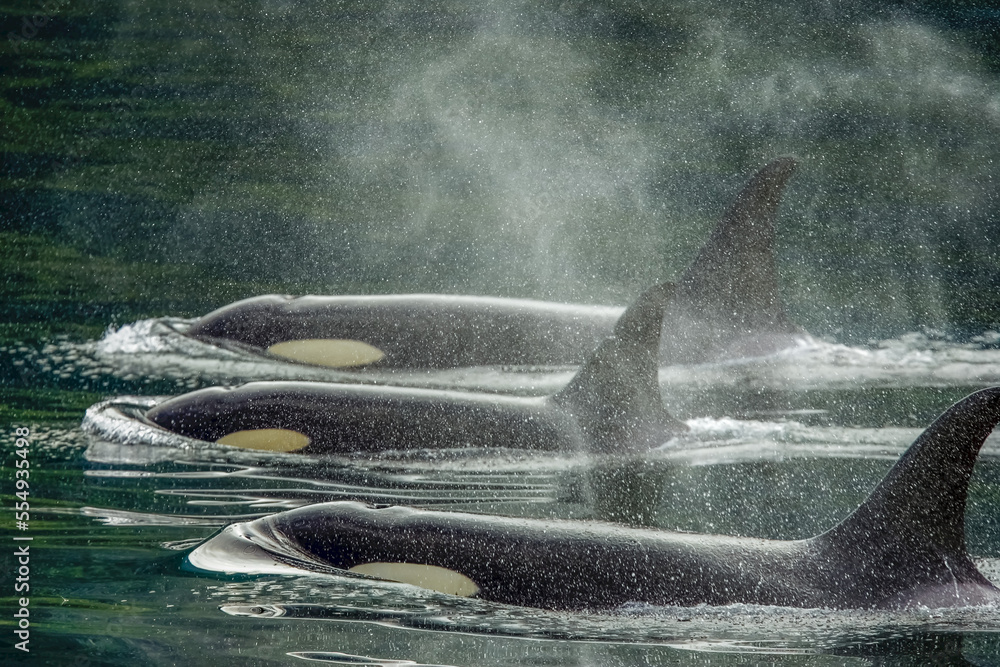 Orca Col Large Family group, killer whale calf, orca (Orcinus orca), Johnstone Strait ...