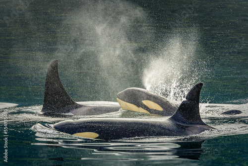 Family group, killer whale calf, orca (Orcinus orca), Johnstone Strait near Robson Bight (Michael Biggs) Ecological Reserve; Vancouver Island, British Columbia, Canada photo