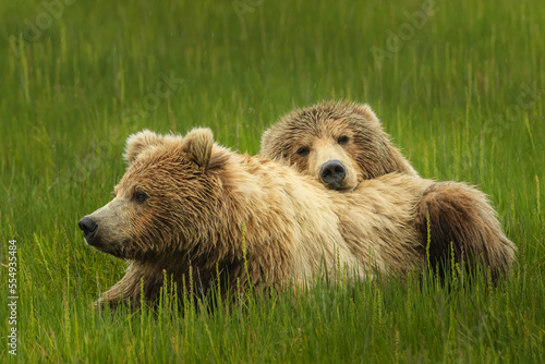 Close-up portrait of two brown bears (Ursus arctos horribilis) relaxing in the grass at Silver Salmon Creek; Alaska, United States of America photo