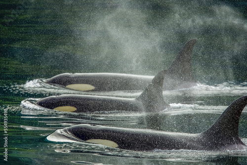 Family group, killer whale calf, orca (Orcinus orca), Johnstone Strait near Robson Bight (Michael Biggs) Ecological Reserve; Vancouver Island, British Columbia, Canada