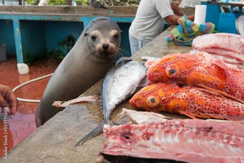 A sea lion eyes a selection of fish at an outdoor fish market.; Puerto Ayora, Santa Cruz Island, Galapagos Islands, Ecuador photo