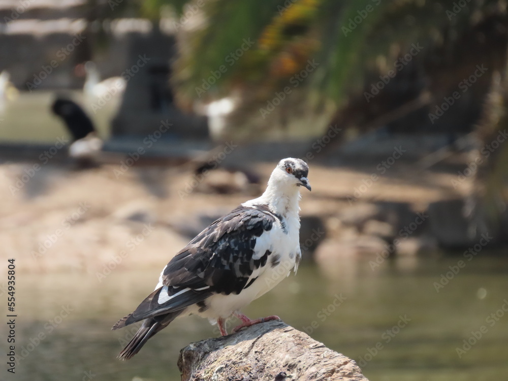 Fototapeta premium black headed gull
