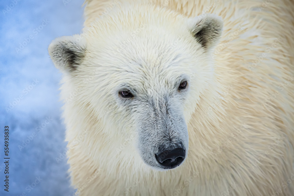 Polar Bear (Ursus maritimus) close-up portrait; Svalbard, Norway Polar Bear (Ursus maritimus) close-up portrait; Svalbard, Norway