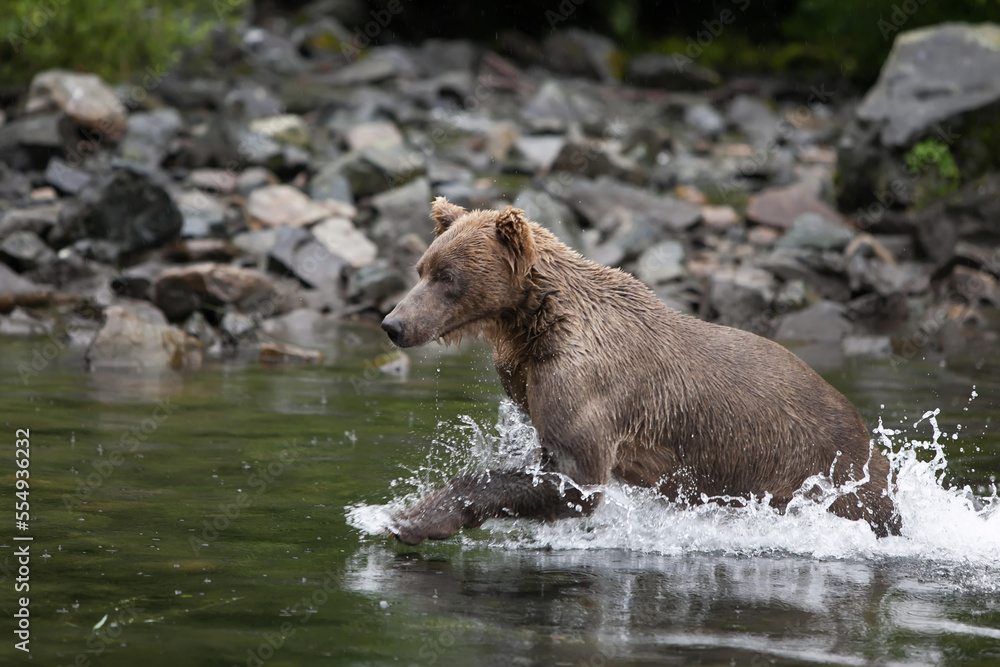An Alaskan brown grizzly bear, Ursus arctos, runs through the water to hunt for fish.; Redoubt Bay, Alaska An Alaskan brown grizzly bear, Ursus arctos, runs through the water to hunt for fish.; Redoubt Bay, Alaska