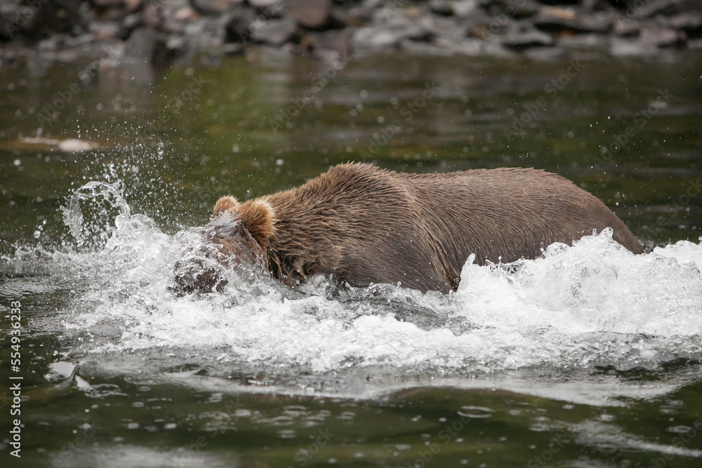 An Alaskan brown grizzly bear, Ursus arctos, runs through the water to hunt for fish.; Redoubt Bay, Alaska An Alaskan brown grizzly bear, Ursus arctos, runs through the water to hunt for fish.; Redoubt Bay, Alaska