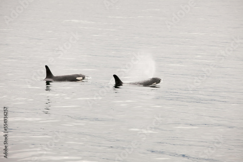 Two orca whales and their dorsal fins breach the water.; Inside Passage, Alaska photo