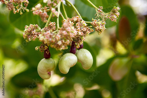 In Isla Coiba National Park, a close-up of a cashew seed hanging from a flowering cashew tree.; Isla Coiba National Park, Isla Granito de Oro, Panama photo