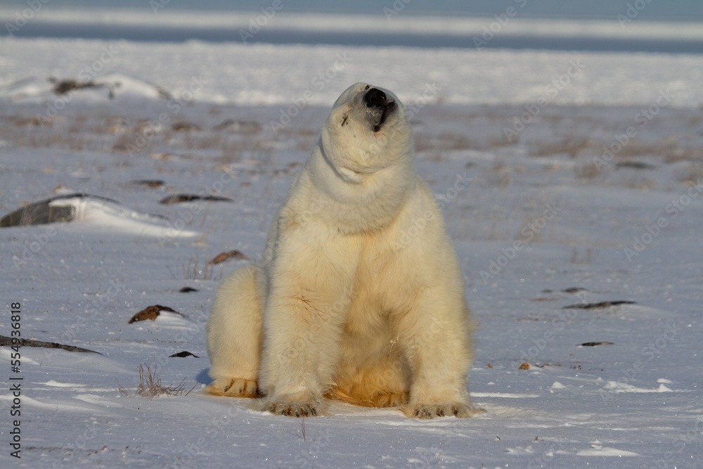 A polar bear, Ursus maritumus, sitting on snow among rocks and staring ahead, near Hudson Bay, Churchill, Manitoba, Canada A polar bear, Ursus maritumus, sitting on snow among rocks and staring ahead, near Hudson Bay, Churchill, Manitoba, Canada