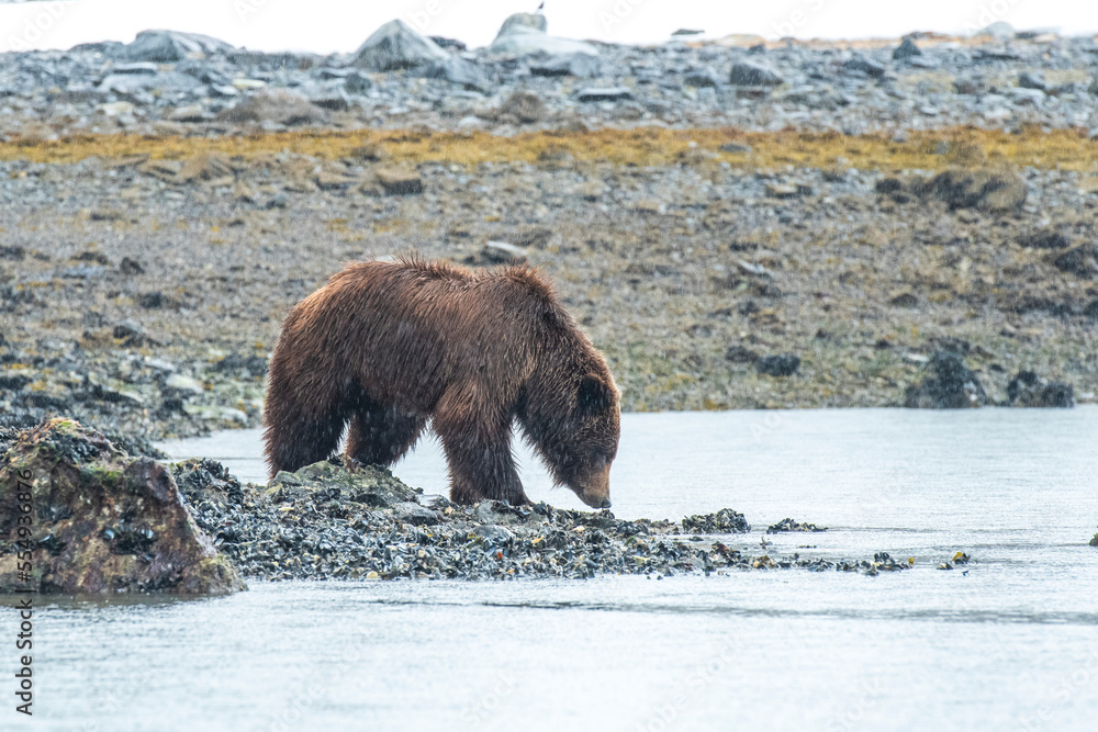 Brown bear (Ursus arctos) walking along the rocky shore of the seacoast looking for clams in Glacier Bay National Park; Southeast Alaska, Alaska, United States of America Brown bear (Ursus arctos) walking along the rocky shore of the seacoast looking for clams in Glacier Bay National Park; Southeast Alaska, Alaska, United States of America