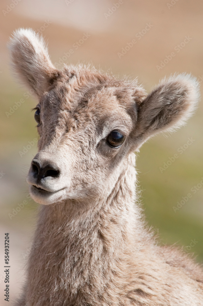 Close-up portrait of bighorn sheep lamb (Ovis canadensis) looking at the camera; Montana, United States of America Close-up portrait of bighorn sheep lamb (Ovis canadensis) looking at the camera; Montana, United States of America