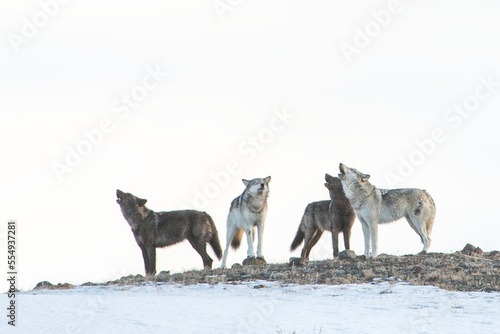 Howling wolves (Canis lupus) in Yellowstone National Park; United States of America