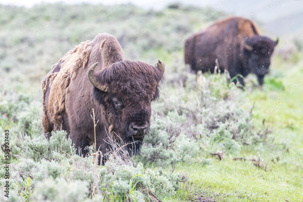 Herd of American bison (Bison bison) grazing on the sagebrush (Artemisia tridentata) on the open range in Yellowstone National Park; United States of America Herd of American bison (Bison bison) grazing on the sagebrush (Artemisia tridentata) on the open range in Yellowstone National Park; United States of America