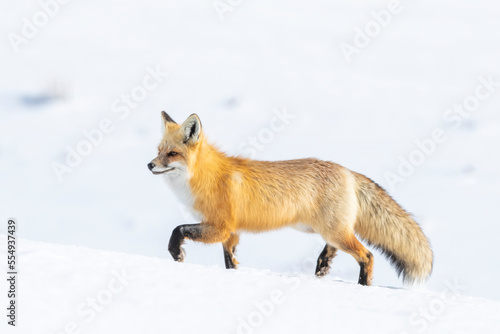 Red fox (Vulpes vulpes) walking on snow; Montana, United States of America photo