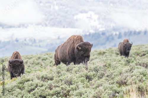 Herd of American bison (Bison bison) grazing on the sagebrush (Artemisia tridentata) on the open range in Yellowstone National Park;  United States of America photo