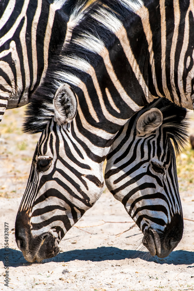 Pair of plains zebra (Equus burchelli) neck hugging with heads intertwined and their noses to the ground; Africa Pair of plains zebra (Equus burchelli) neck hugging with heads intertwined and their noses to the ground; Africa