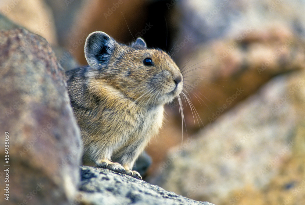 Close-up portrait of a pika (Ochotona princeps) standing on the rocks looking out; Montana, United States of America Close-up portrait of a pika (Ochotona princeps) standing on the rocks looking out; Montana, United States of America