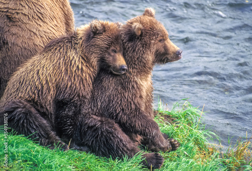 Twin grizzly bear cubs snuggle next to their mother. photo