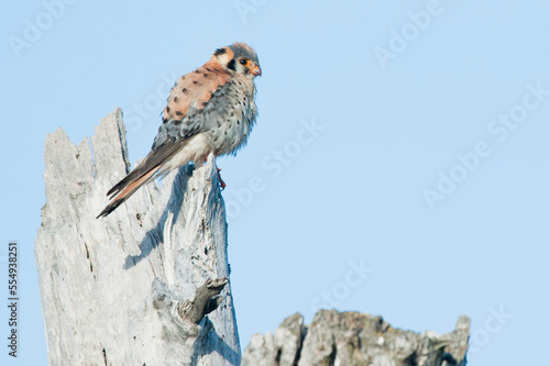 Portrait of an American kestrel (Falco sparverius) sitting on top of a narrowleaf cottonwood stump (Populus angustifolia) with a blue sky; United States of America, North America photo