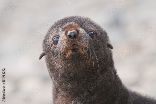 Portrait of an Antarctic fur seal pup (Arctocephalus gazella) looking at camera; South Georgia Island, Antarctica photo