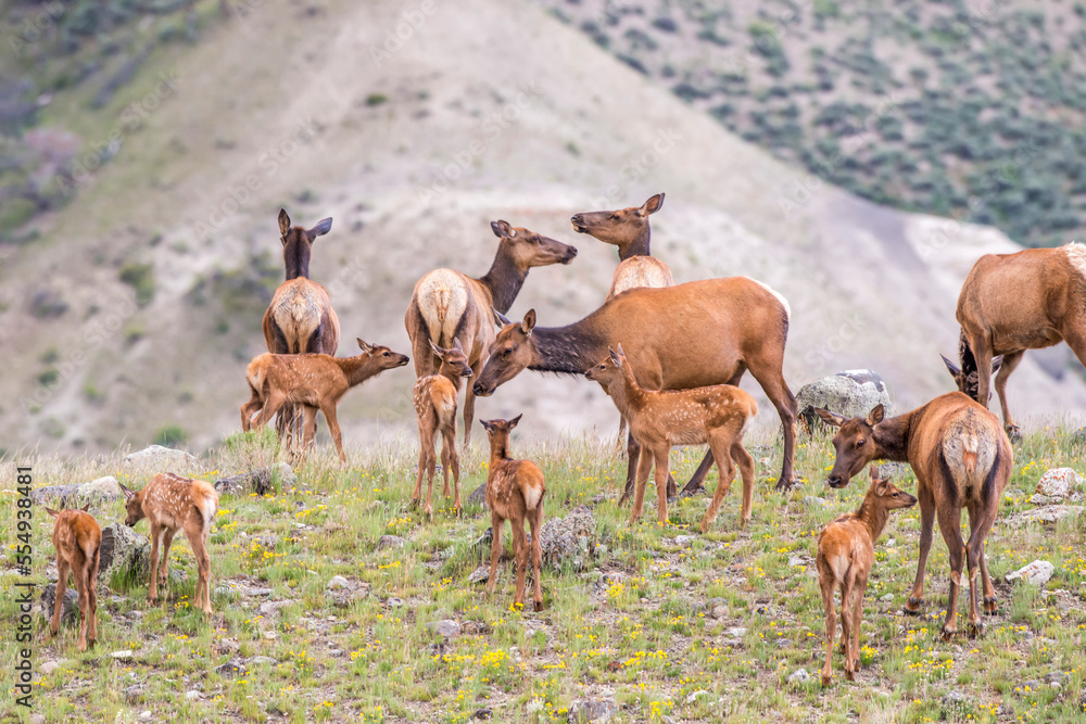 A herd of elk (Cervus canadensis) standing on a grassy plateau in spring; Yellowstone National Park, United States of America A herd of elk (Cervus canadensis) standing on a grassy plateau in spring; Yellowstone National Park, United States of America