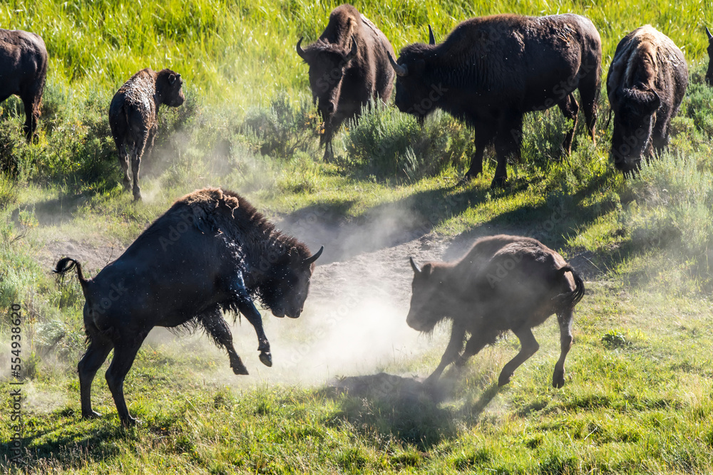 Foto de Herd of American bison (Bison bison) standing around in a