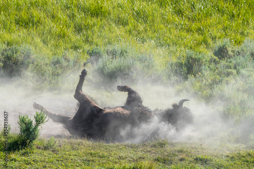 An American bison (Bison bison) rolling on the ground in the dirt having a dust bath in a grassy field in the Hayden Valley; Yellowstone National Park, United States of America photo