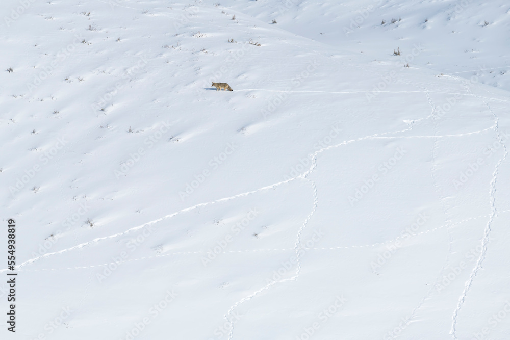 A lone coyote (Canis latrans) walking over the snow-covered landscape looking for food, making tracks in the snow; Yellowstone National Park, United States of America