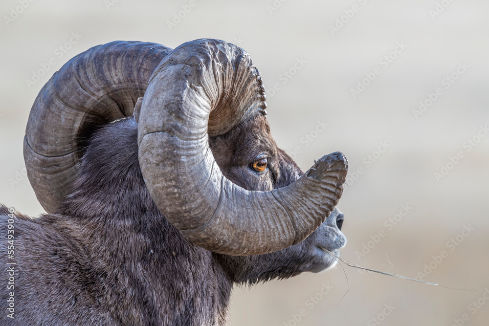 Portrait of a bighorn sheep ram looking out into the distance, Montana, USA Portrait of a bighorn sheep ram looking out into the distance, Montana, USA