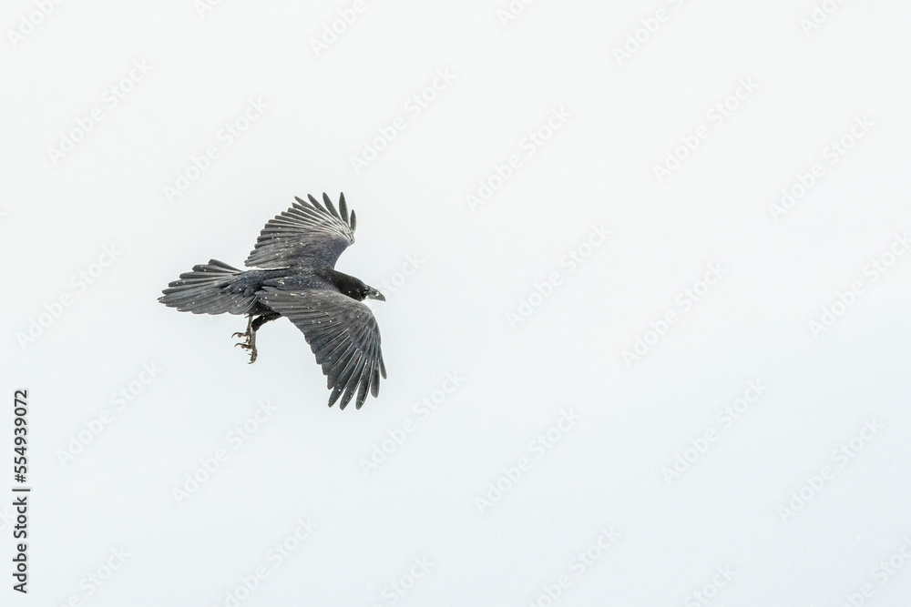 Raven (Corvus corax) flying in mid-air against white background in winter; Montana, United States of America Raven (Corvus corax) flying in mid-air against white background in winter; Montana, United States of America