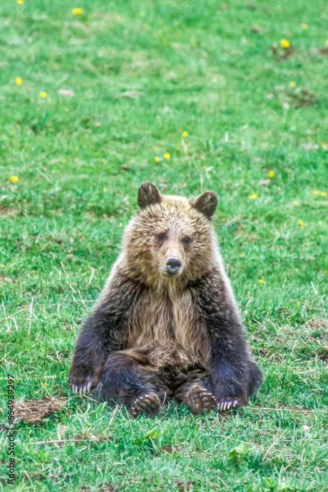 Portrait of a cute brown bear cub (Ursus arctos) tired out from playing, sitting in a grassy field and looking at camera in Yellowstone National Park; Wyoming, United States of America Portrait of a cute brown bear cub (Ursus arctos) tired out from playing, sitting in a grassy field and looking at camera in Yellowstone National Park; Wyoming, United States of America