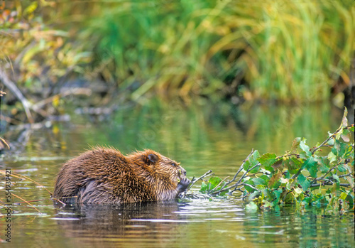 View taken from behind of a beaver (Castor canadensis) chewing on a grey alder (Alnus incana) tree branch in the water in Yellowstone National Park, Wyoming Montana Idaho; United States of America photo